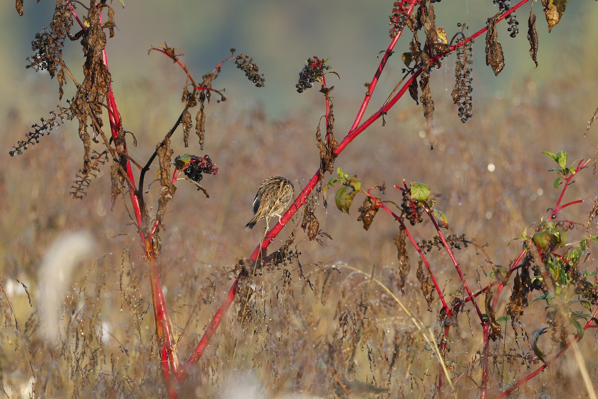 Grasshopper Sparrow - ML643236258
