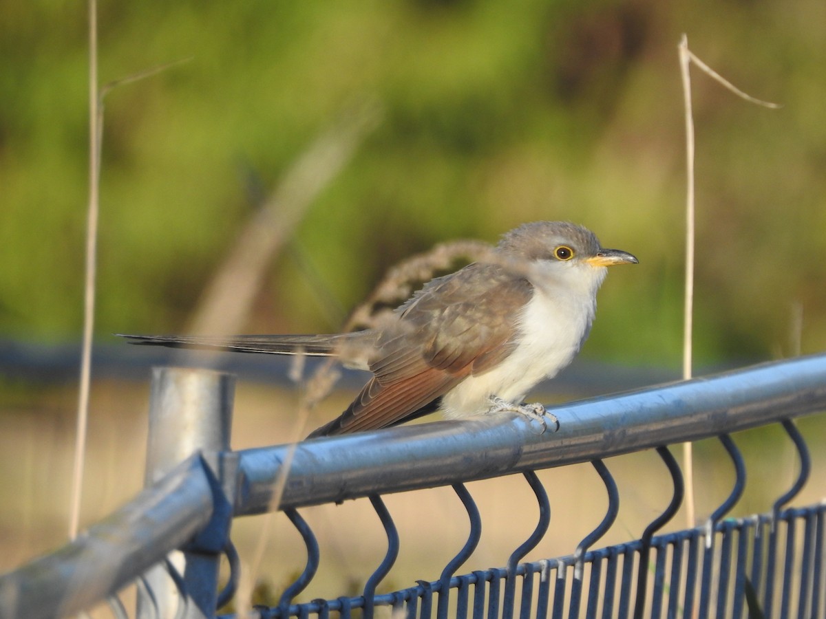 Yellow-billed Cuckoo - ML643236264