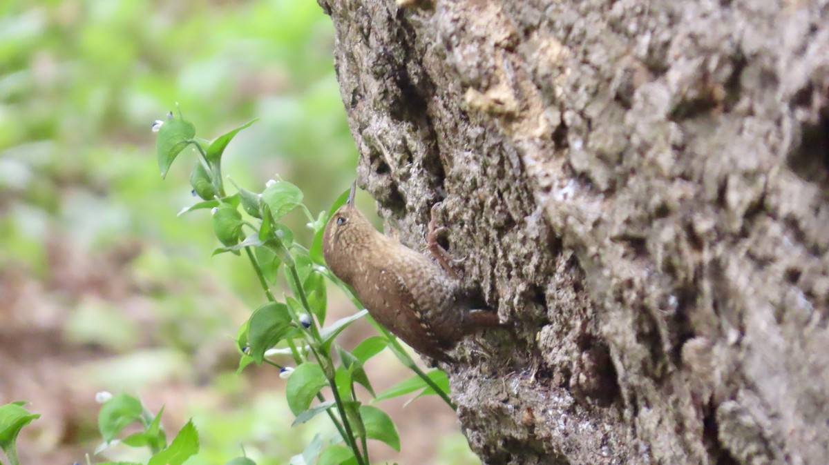Winter Wren - ML643236265
