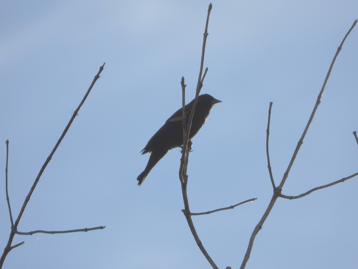 Red-winged Blackbird - ML643236266