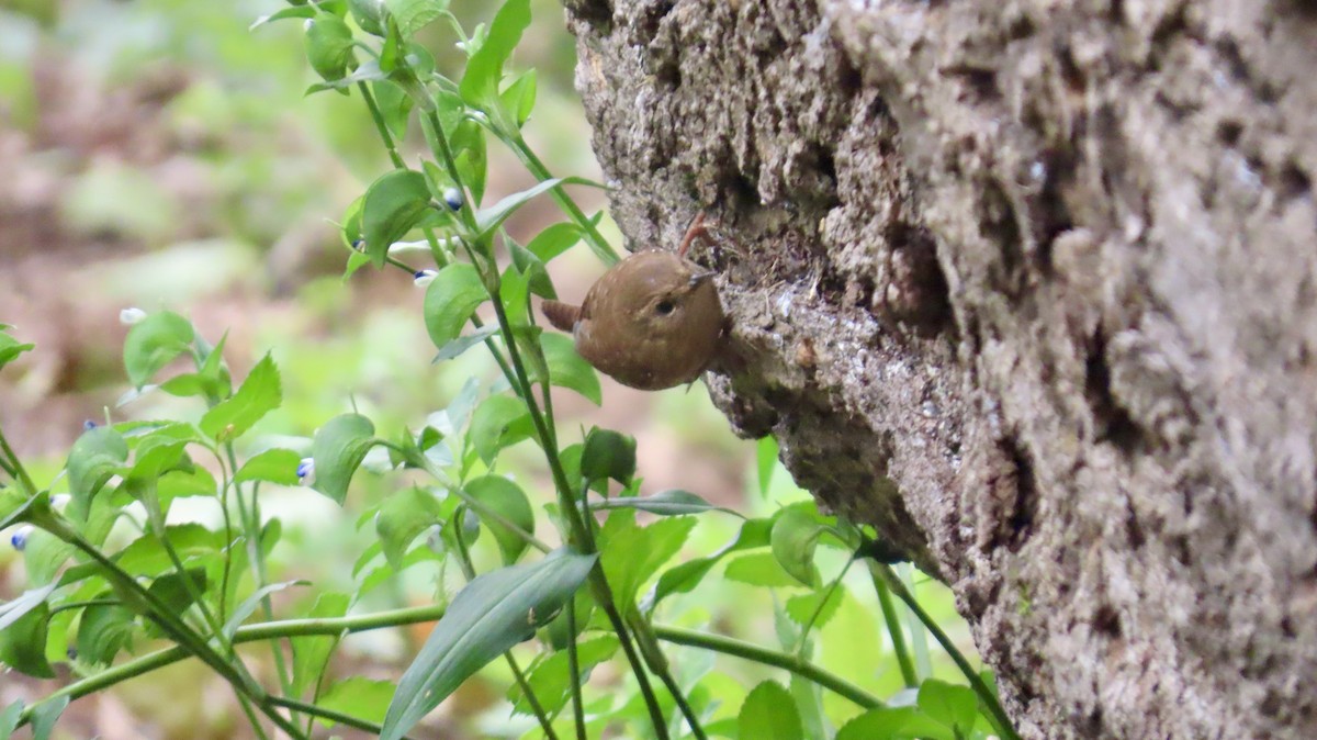 Winter Wren - ML643236275