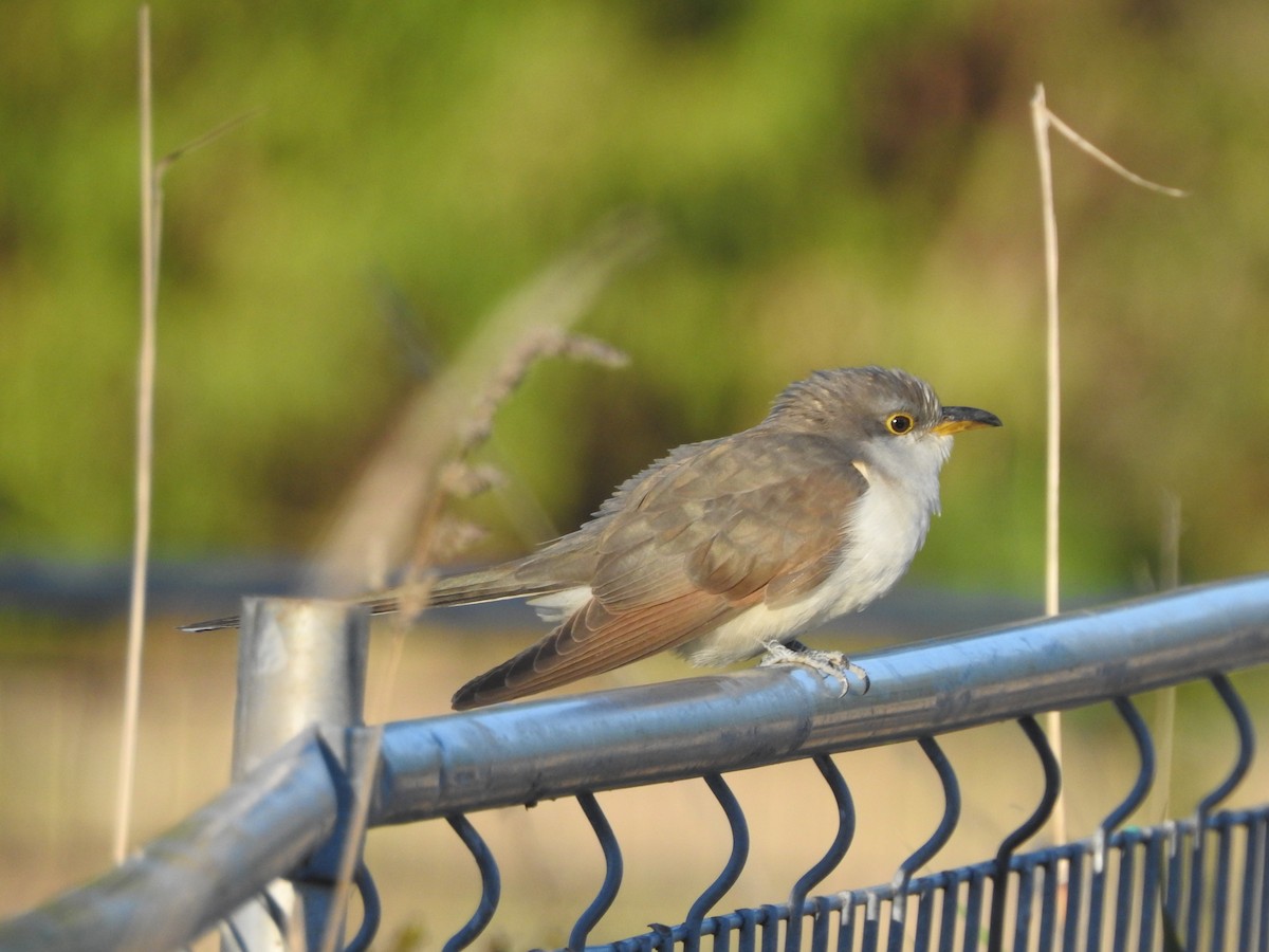 Yellow-billed Cuckoo - ML643236283