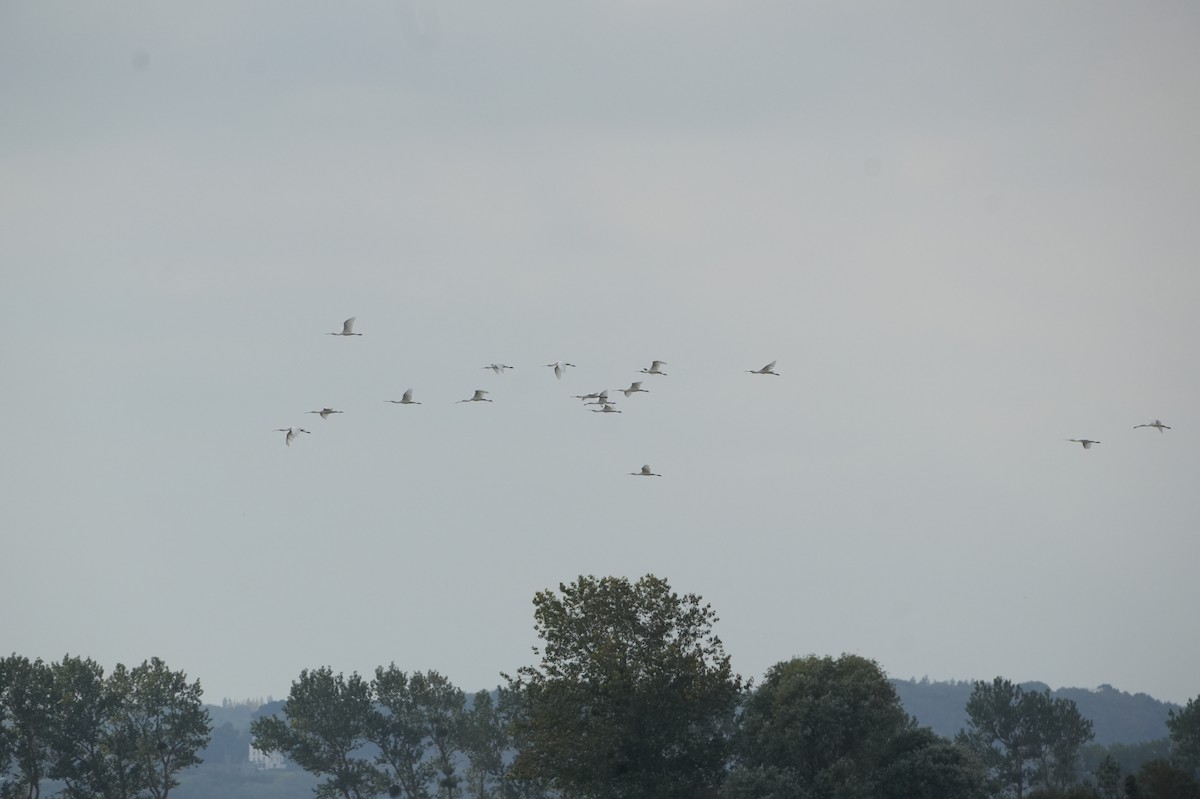 skjestork - ML643236285