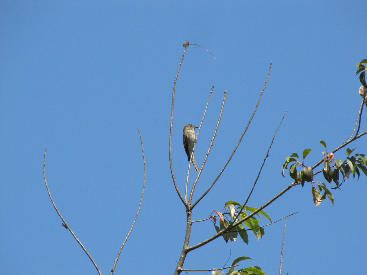 Восточный пиви - ML643236290