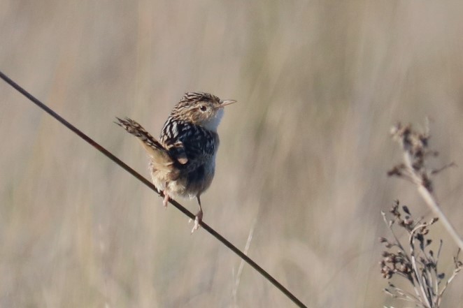 Grass Wren - ML643236291