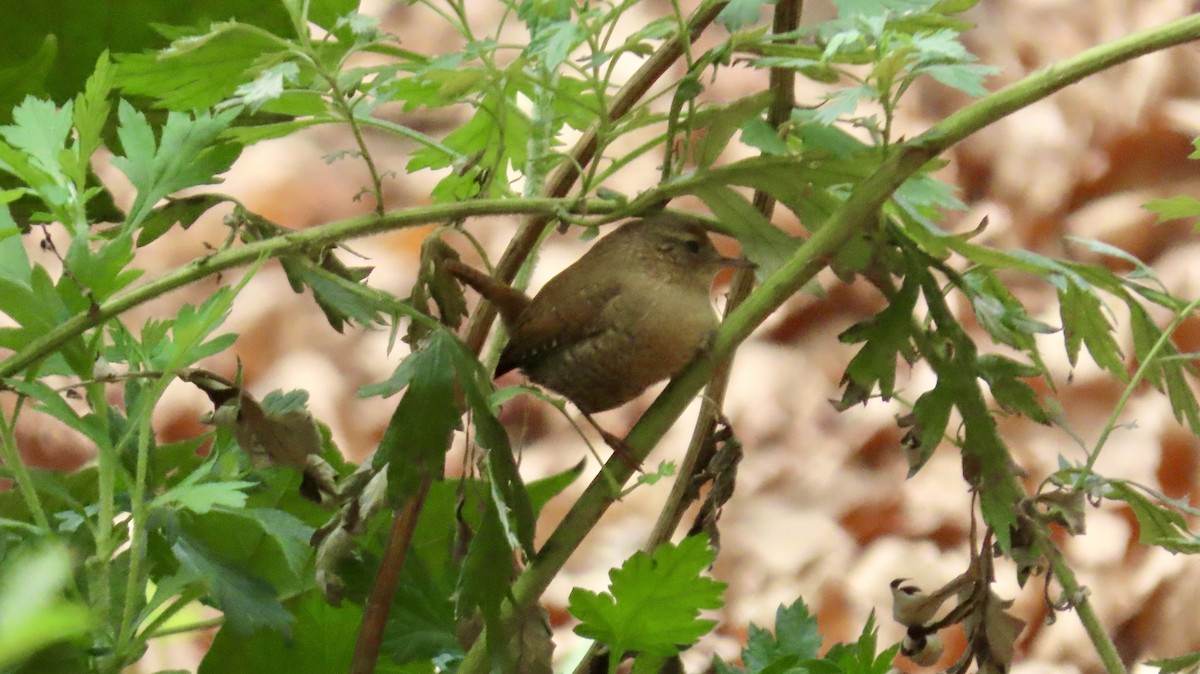 Winter Wren - ML643236297