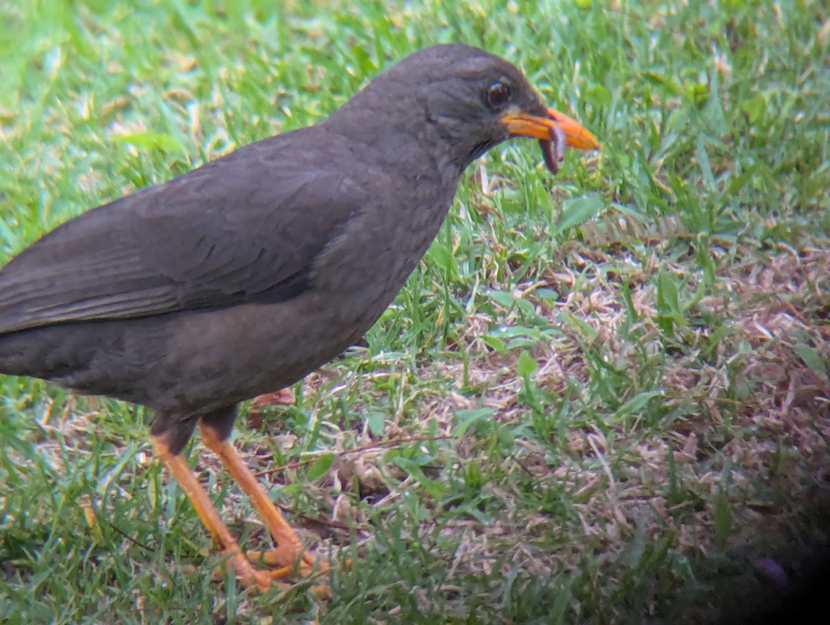 Great Thrush - ML643236302