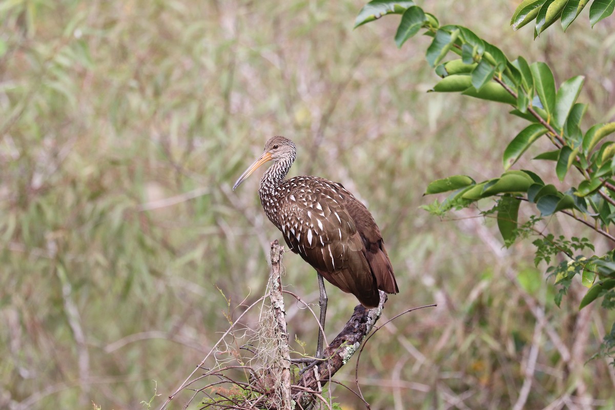Limpkin - ML643236303