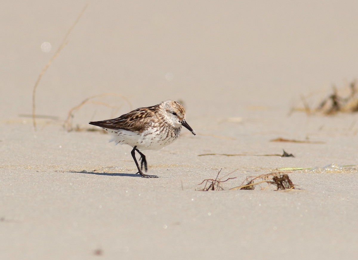 Western Sandpiper - Nathan Dubrow