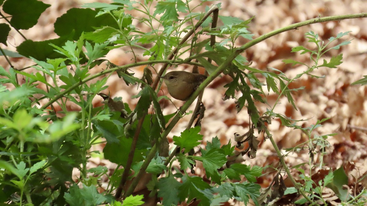 Winter Wren - ML643236310