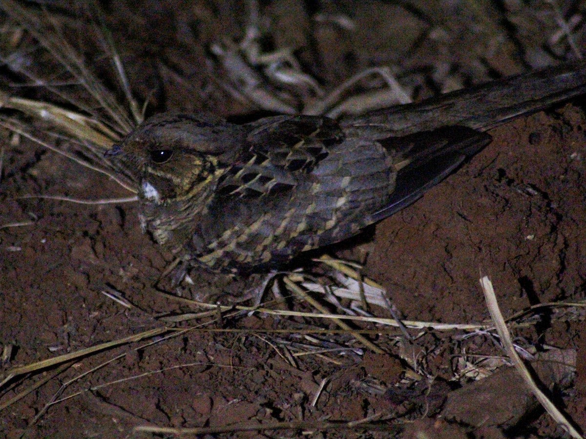 Common Pauraque - ML643236314