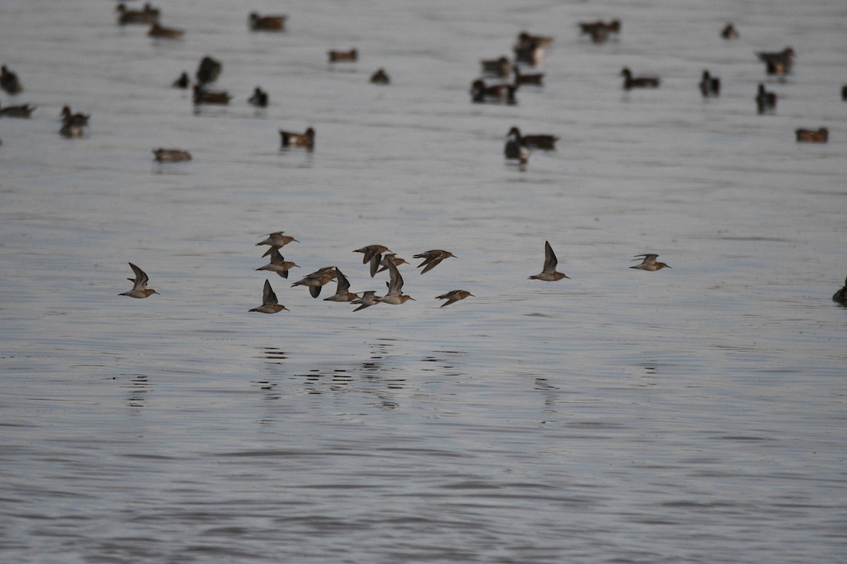 美洲尖尾濱鷸 - ML643236316