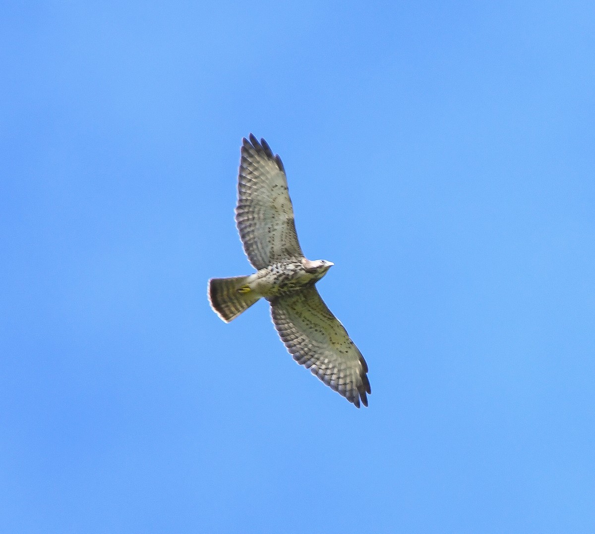 Broad-winged Hawk - ML643236333