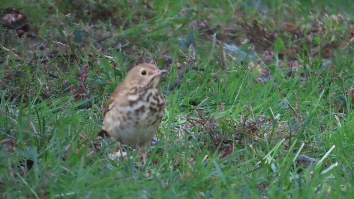 Hermit Thrush - ML643236338