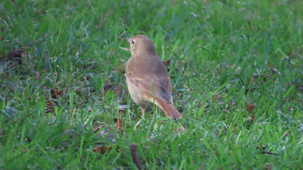 Hermit Thrush - ML643236345