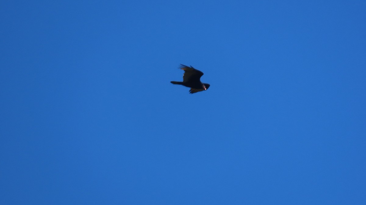 Turkey Vulture - ML643236357