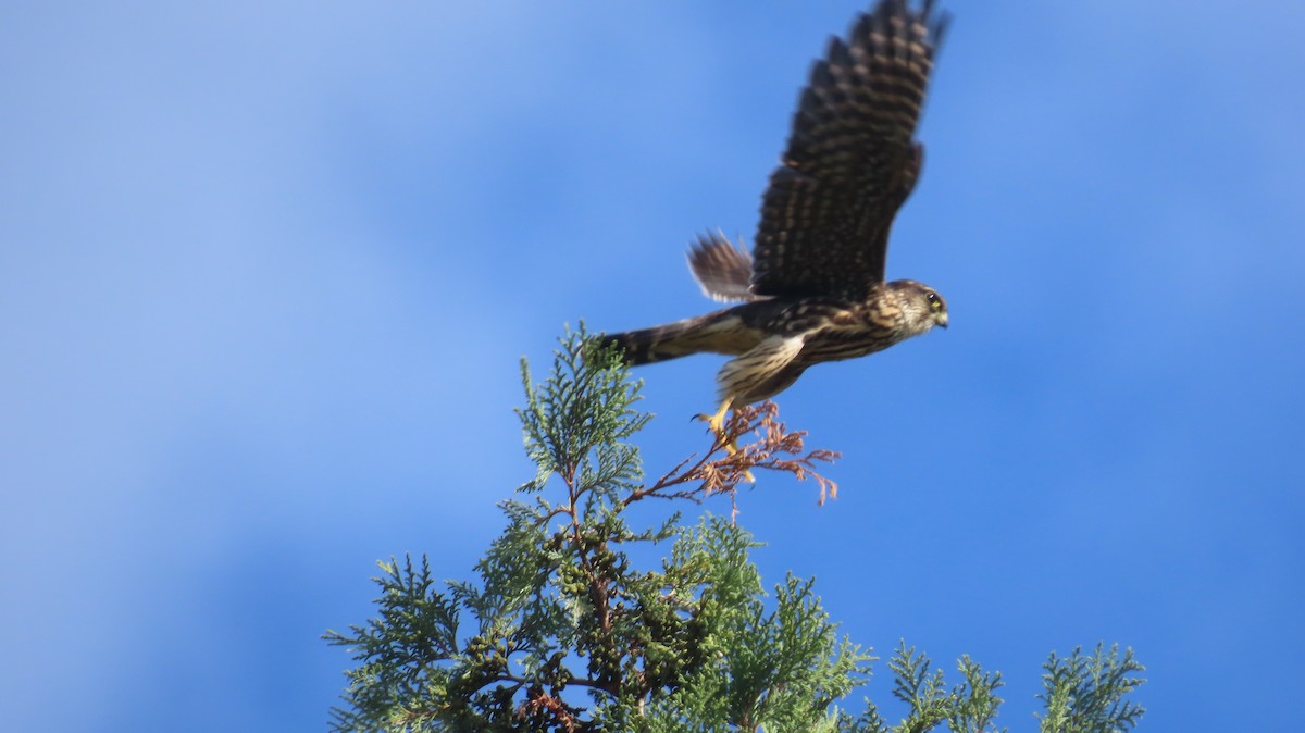 Merlin (Taiga) - ML643236370