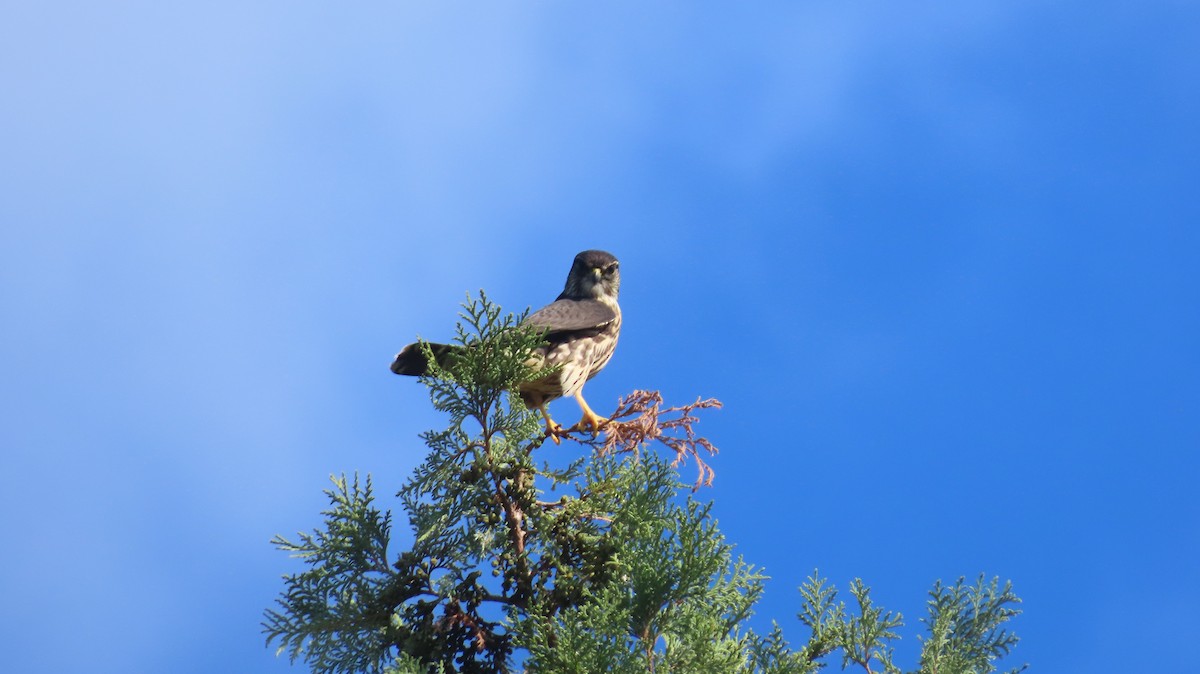 Merlin (Taiga) - ML643236371