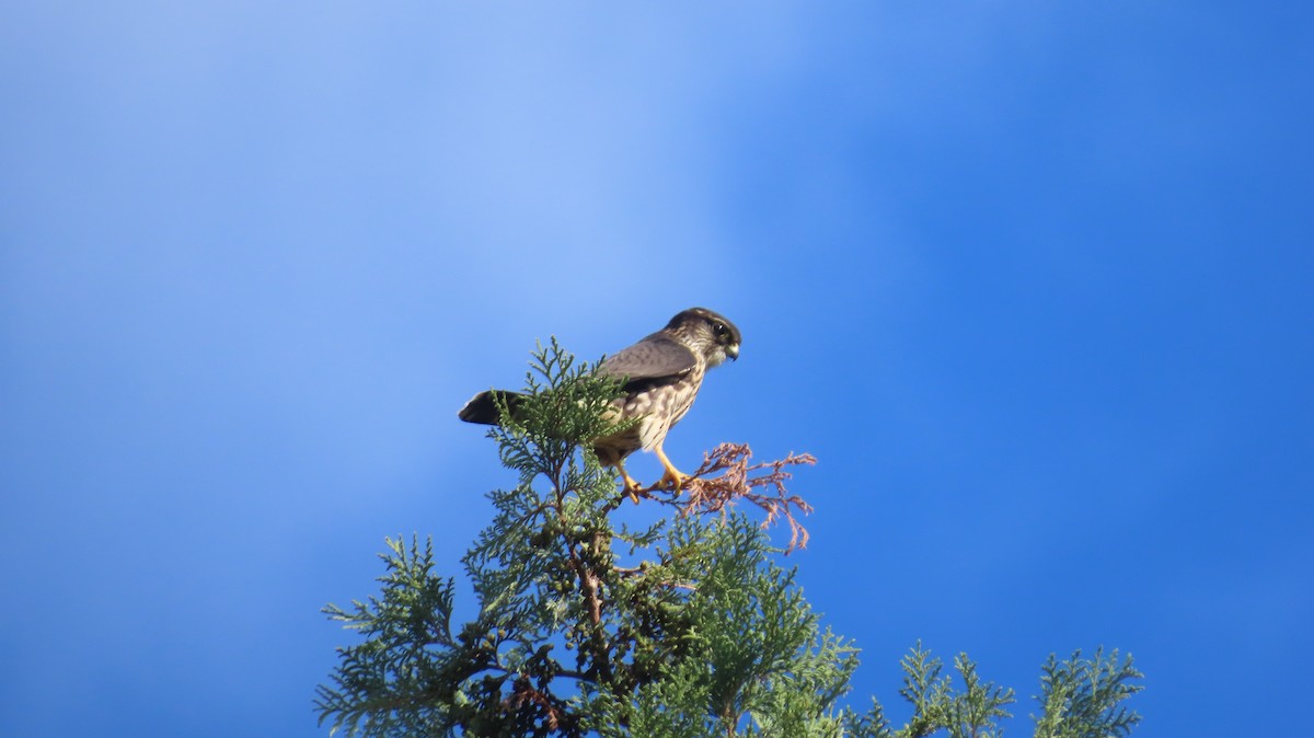 Merlin (Taiga) - ML643236375