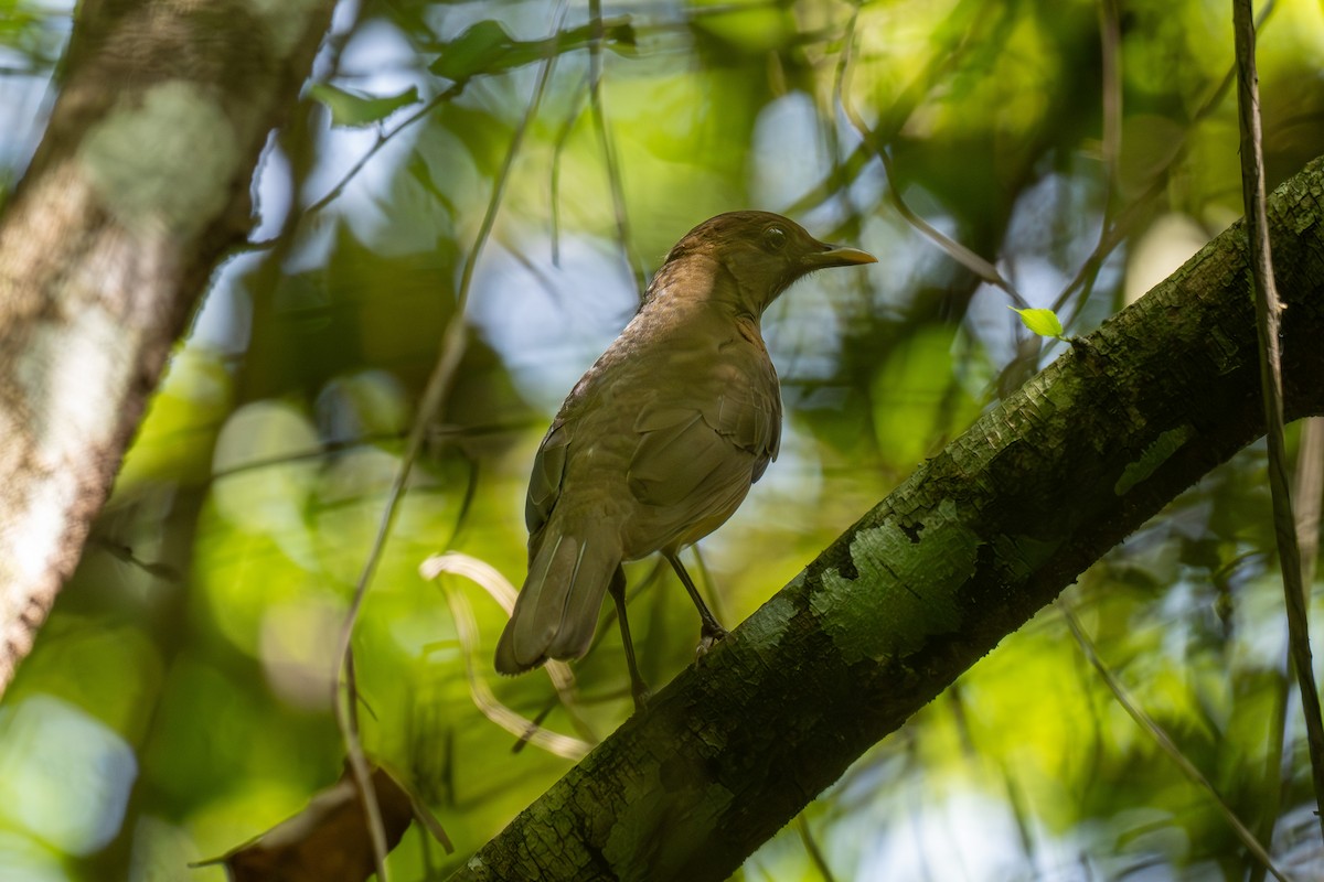 Clay-colored Thrush - ML643236376
