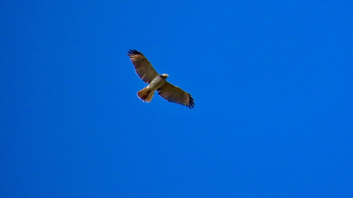 Red-shouldered Hawk - ML643236381