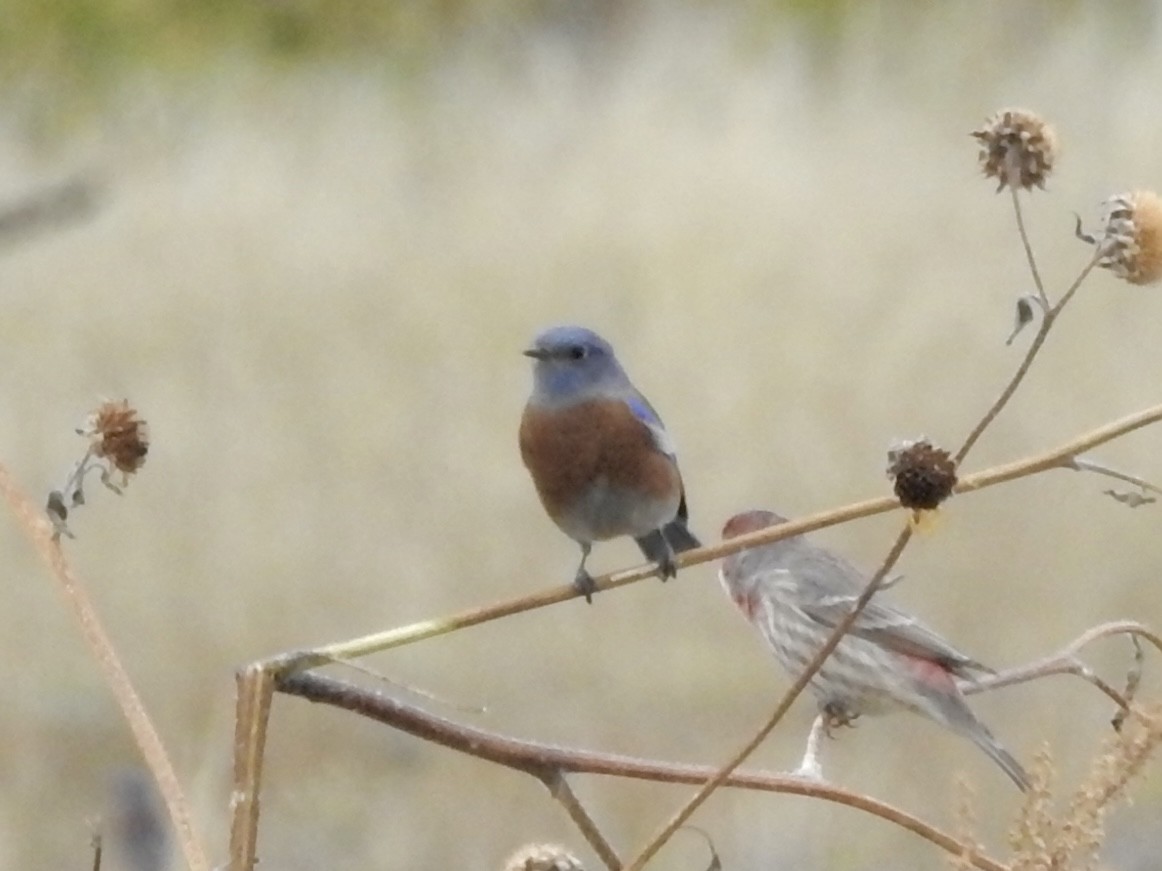 Western Bluebird - ML643236395