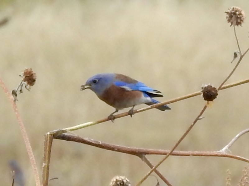 Western Bluebird - ML643236396