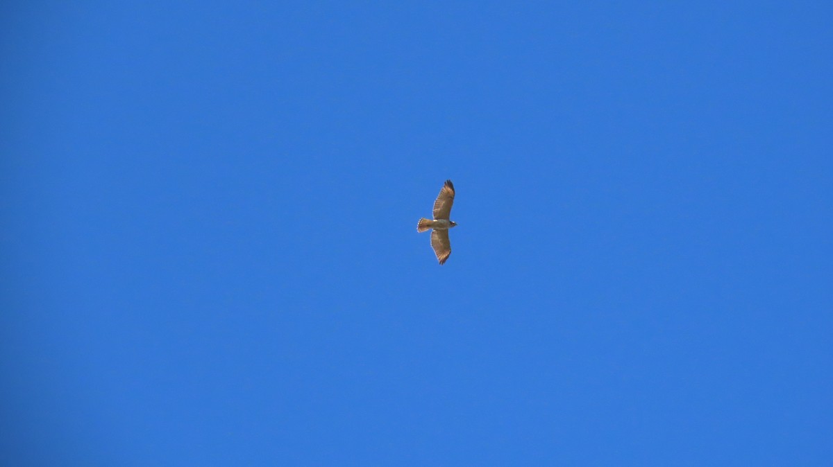 Red-shouldered Hawk - ML643236398