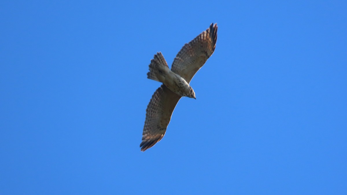 Red-shouldered Hawk - ML643236411