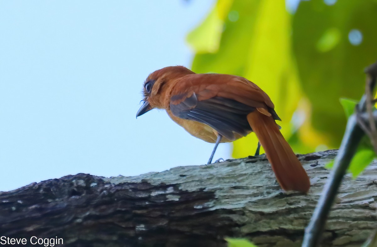 Cinnamon Attila - ML643236427