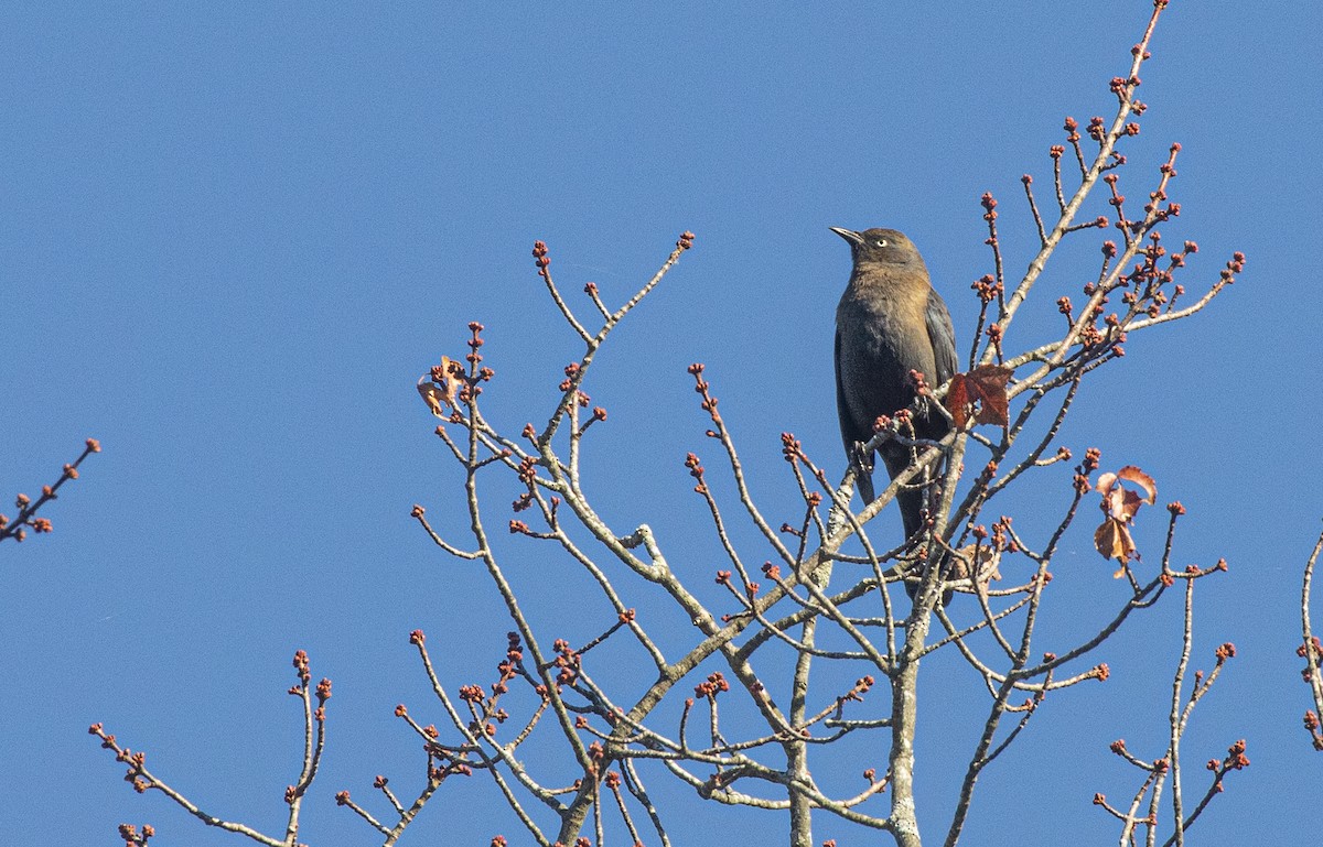 Rusty Blackbird - ML643236431