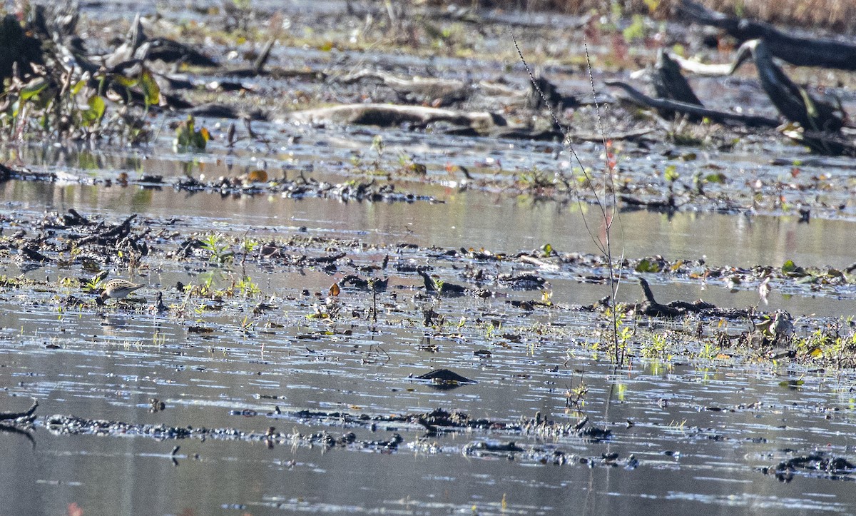 Pectoral Sandpiper - ML643236436