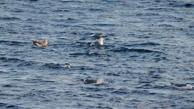 Slaty-backed Gull - ML643236440