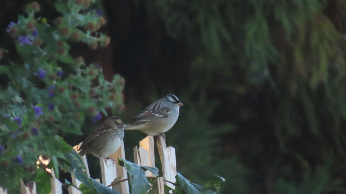 White-crowned Sparrow - ML643236457