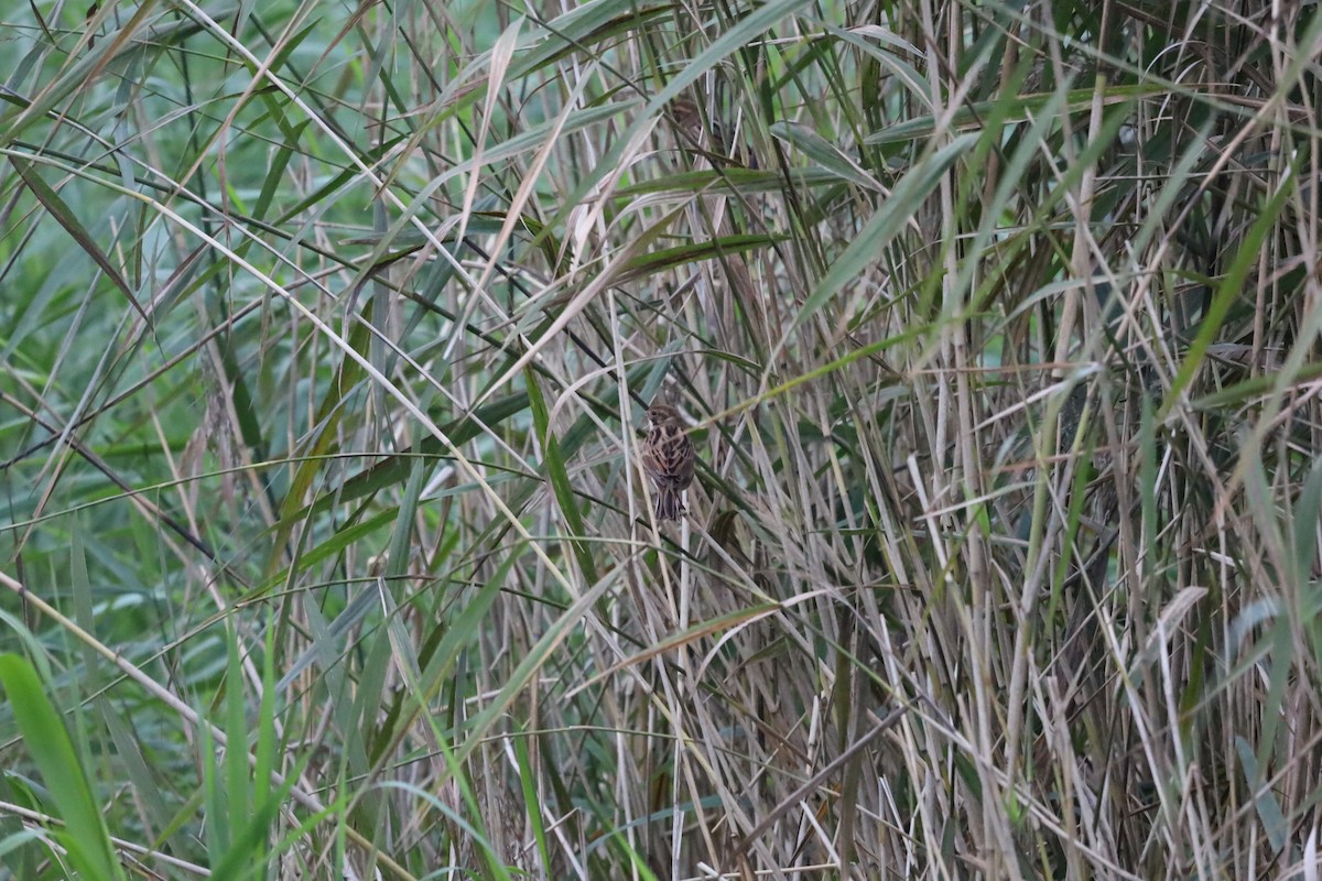 Reed Bunting - ML643236460