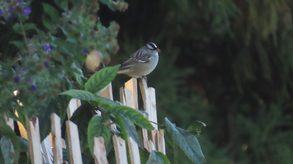 White-crowned Sparrow - ML643236461