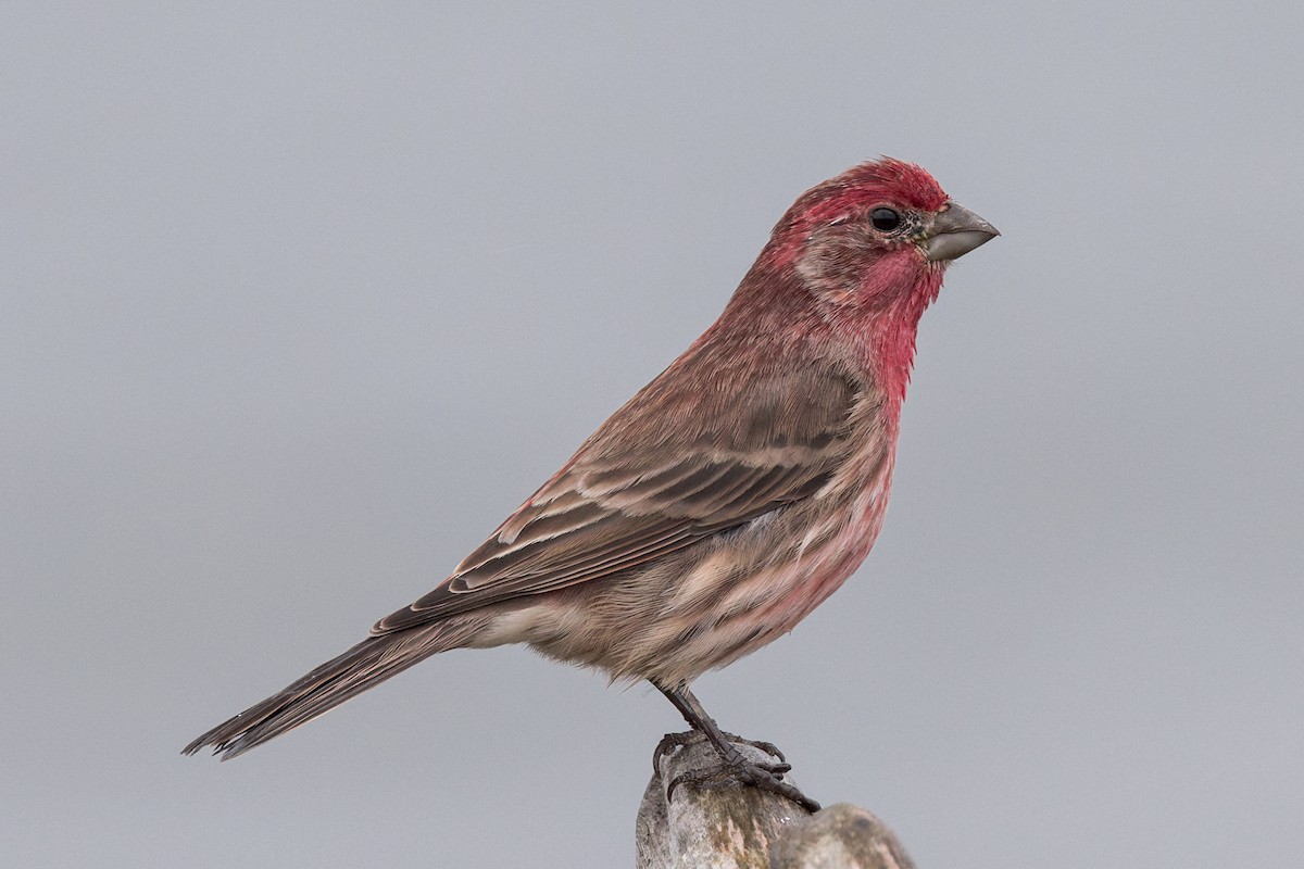 House Finch - ML643236468