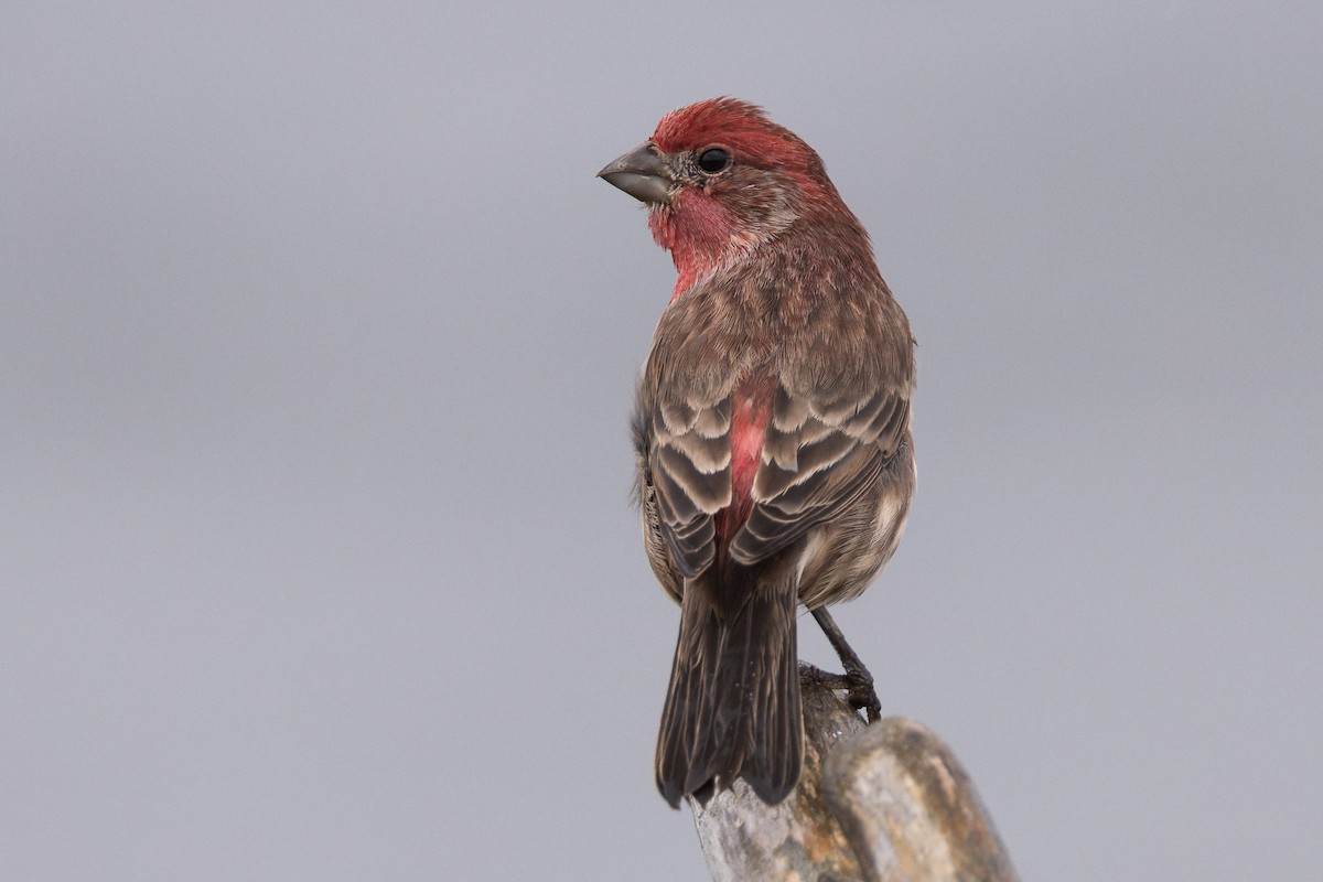 House Finch - ML643236469