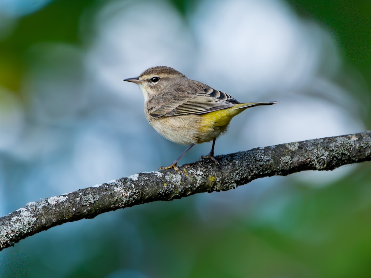 Palm Warbler - ML643236475