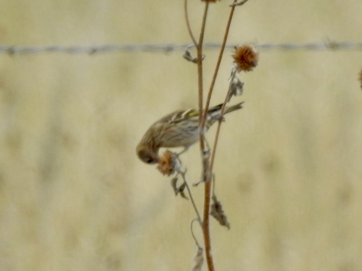 Pine Siskin - ML643236476