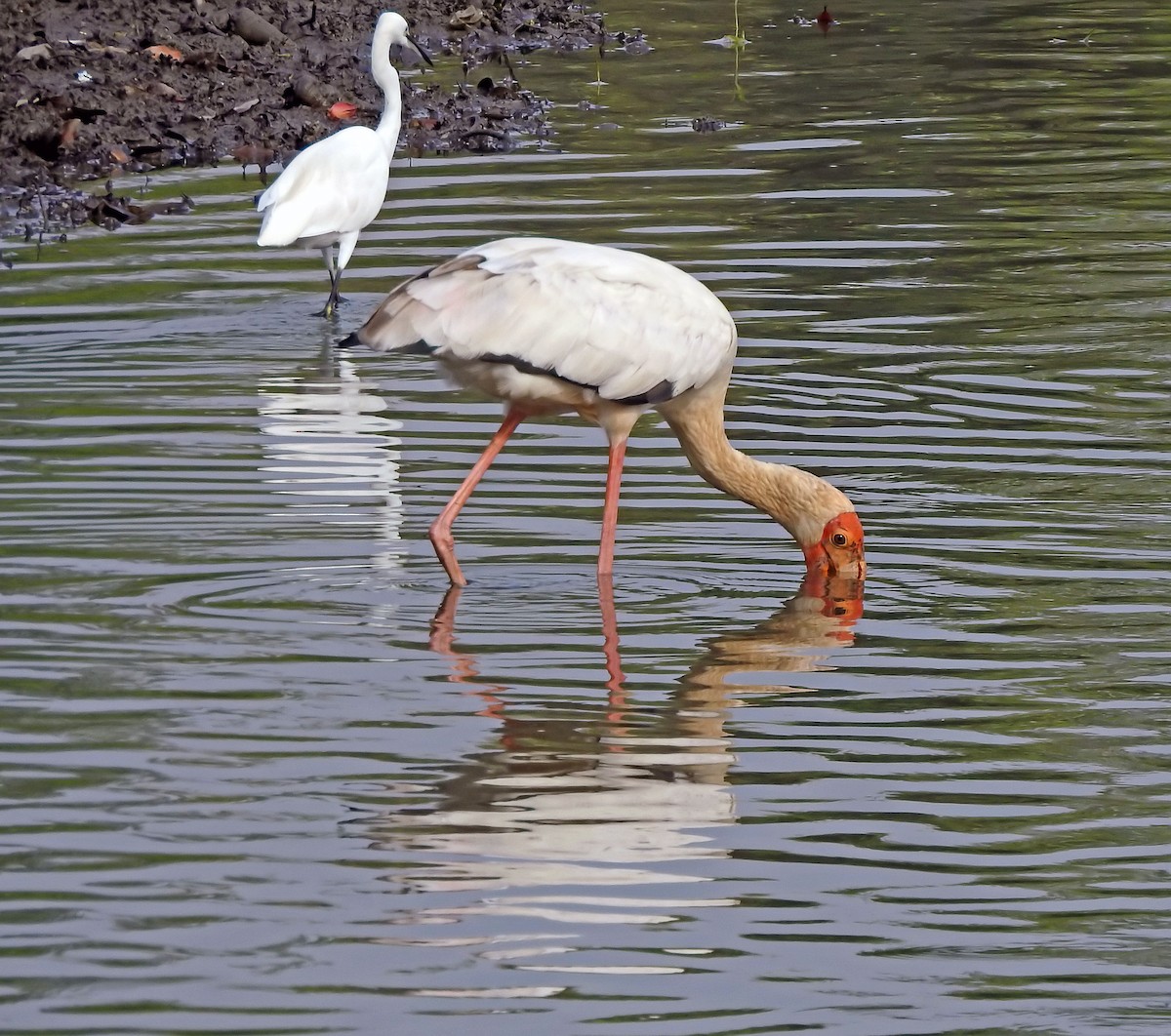Painted Stork - ML643236504