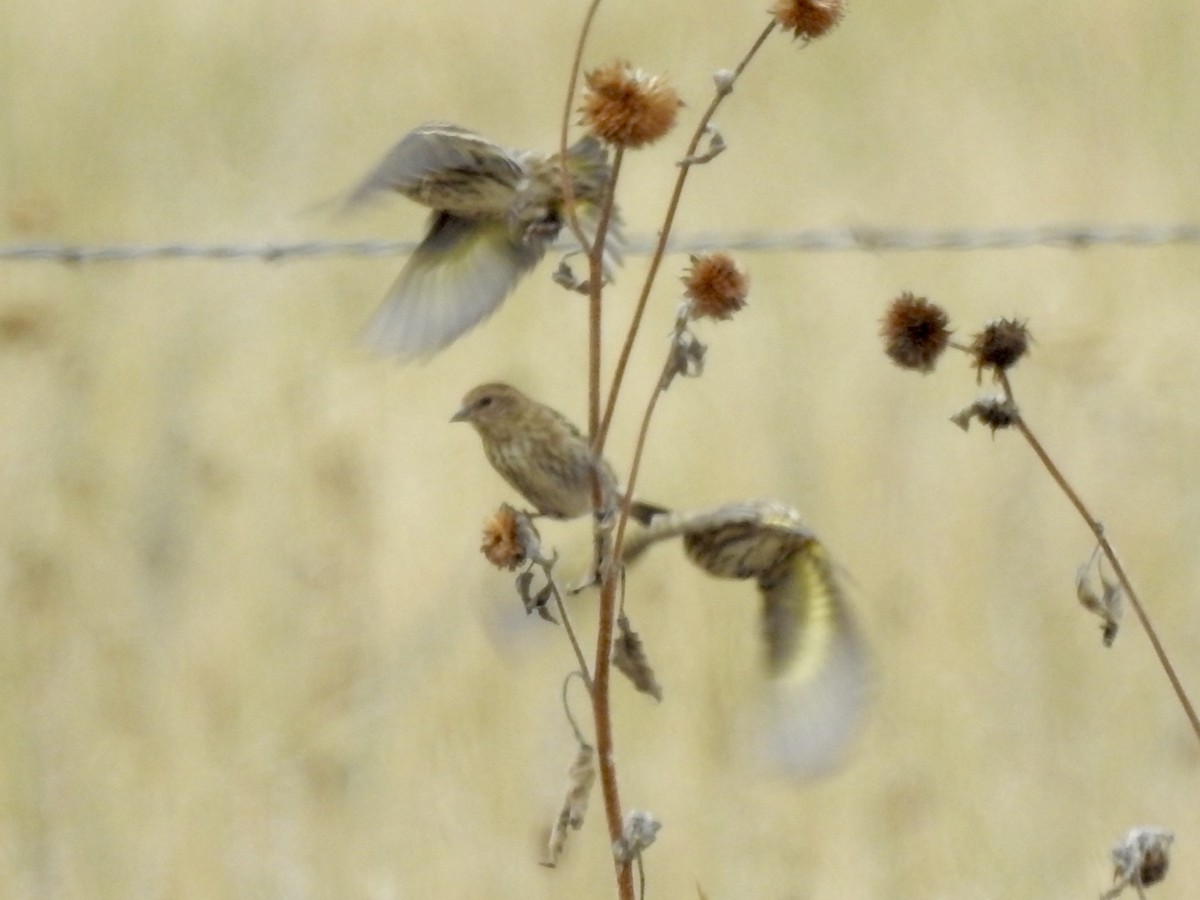 Pine Siskin - ML643236513