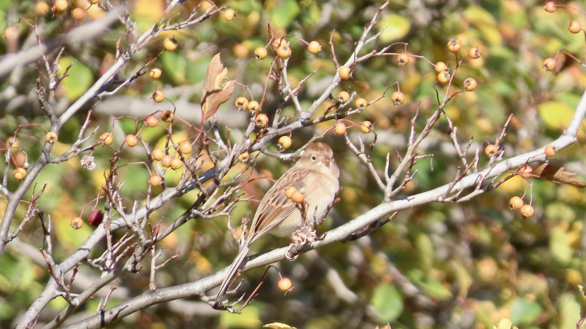 Field Sparrow - ML643236514
