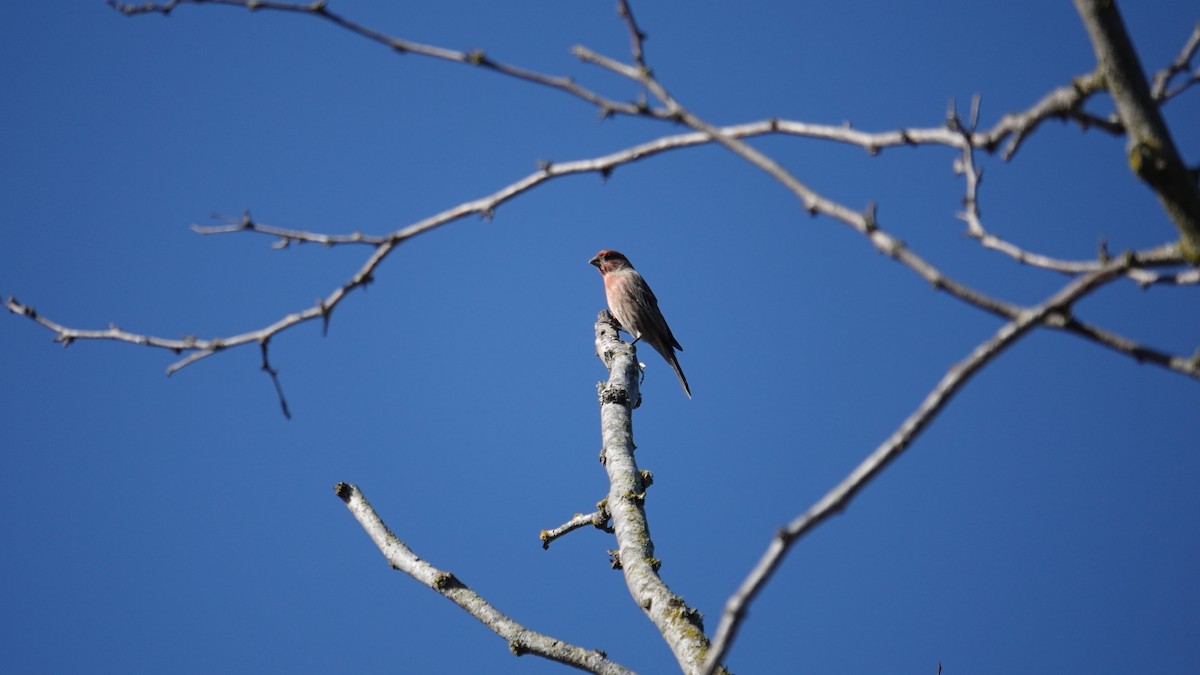 House Finch - ML643236517