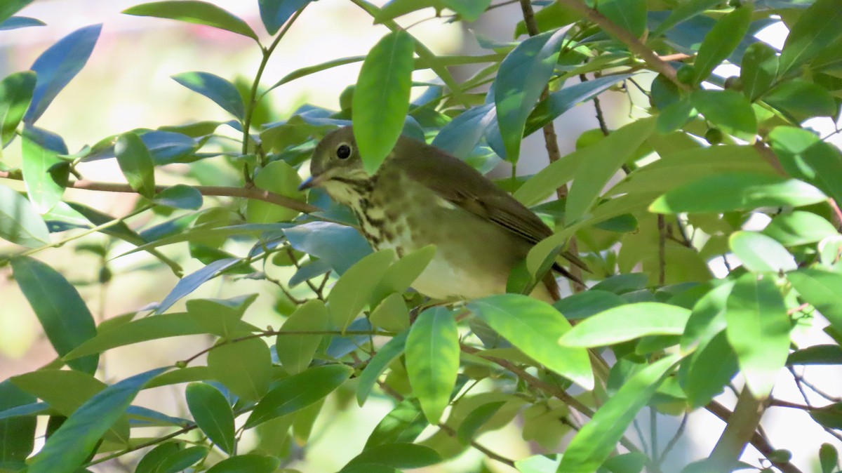 Hermit Thrush - ML643236528