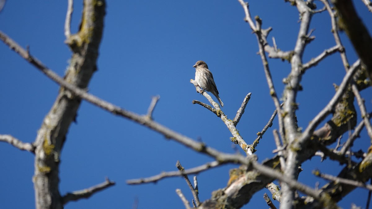 House Finch - ML643236532