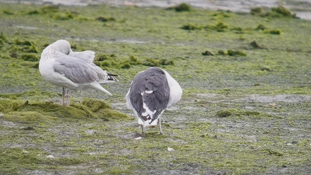 Great Black-backed Gull - ML643236536