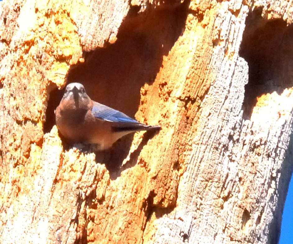 salašník modrý - ML643236537