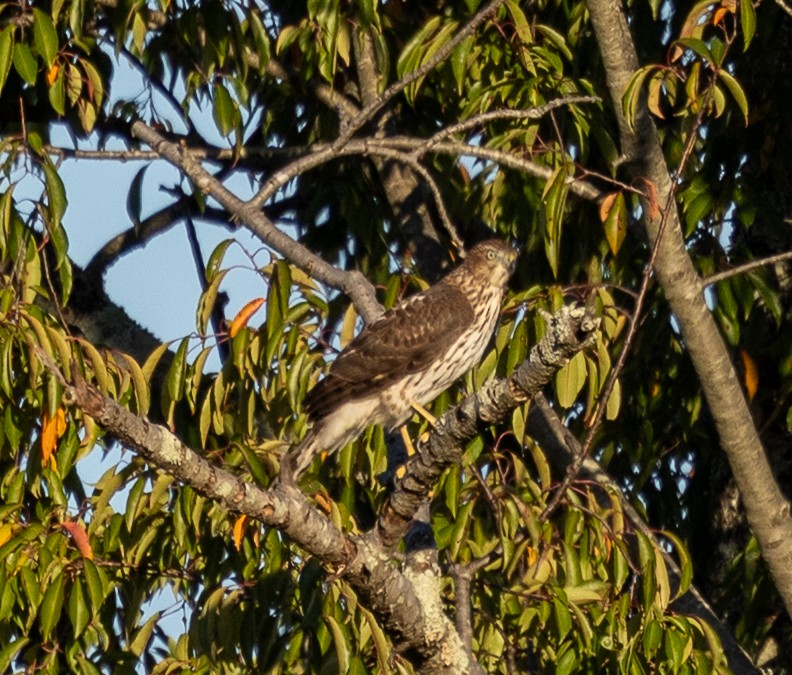 Cooper's Hawk - ML643236543
