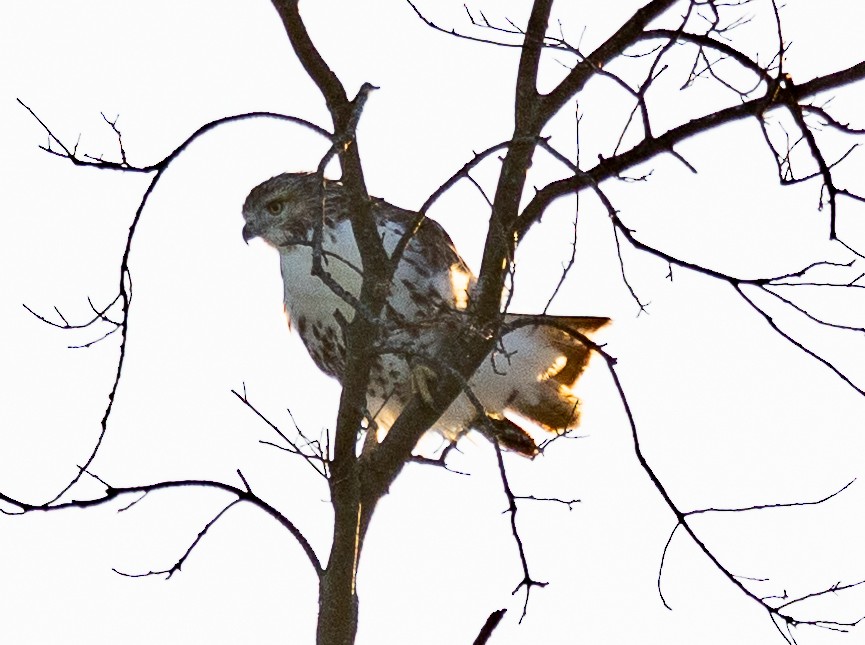 Red-tailed Hawk - ML643236551
